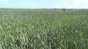 Озимая пшеница, оптимальные сроки сева - часть 2 (23.05.18)