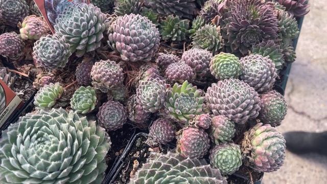 The Chosen Ones™ - Sempervivum Showcase (Week 5, 2022) смотреть онлайн