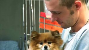 Мой питомец: померанский шпиц