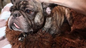 Сколько ЖИВУТ французские бульдоги. Средний возраст породы