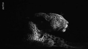 Afrique, les arbres de la vie - Le leopard et le marula - Arte 2015
