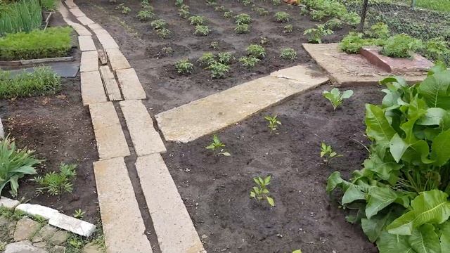 Неожиданно НО Приятно/ СЮРПРИЗ от Подписчицы / Заготовка Щавеля/ Боремся с ЖУКОМ. смотреть онлайн