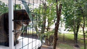 Балкон для кошек за окном