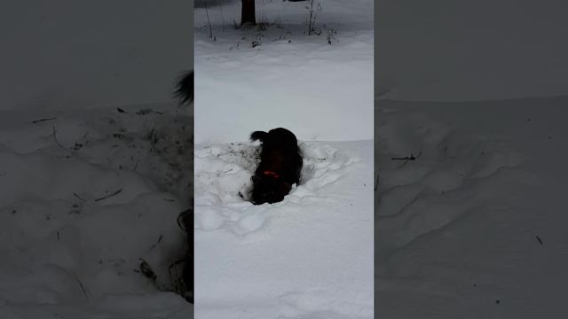 Амур охотится на крота под снегом смотреть онлайн