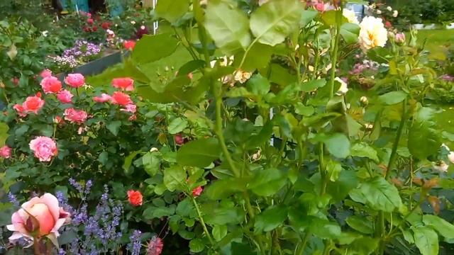 Роза Дистант Драмс (Distant Drums)США.Второгодка. смотреть онлайн