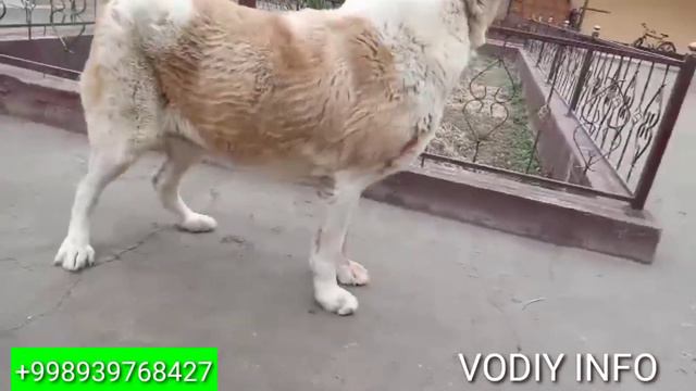 ALABAY#PITBULL ZOTLI ITLAR SOTILADI #SHOSHILING TELL+998939768427 смотреть онлайн