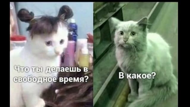 Лютые приколы. КОТ ПРОТИВ КОМАРОВ!!! Тест на психику! Засмеялся проиграл! – Domi Show! смотреть онлайн