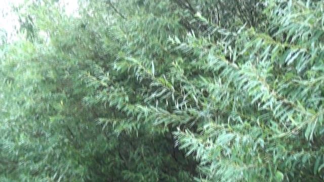 ?484? Путешествие ? Река Ока ? смотреть онлайн