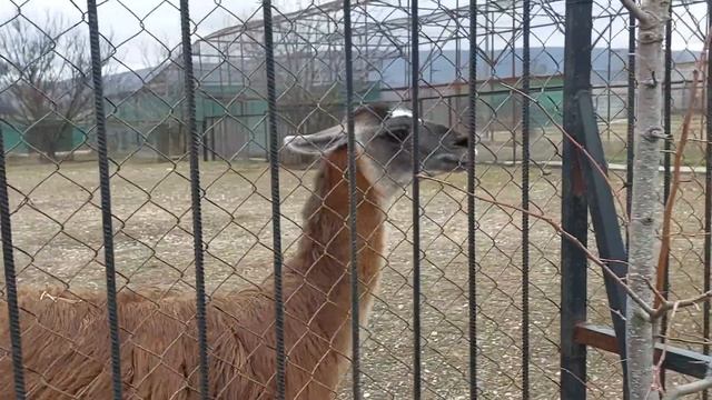 Рома как всегда рад гостям! Тайган смотреть онлайн