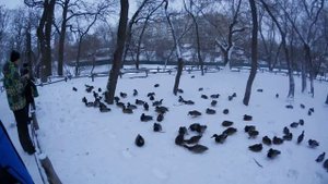 Каплуны