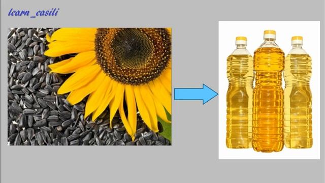 Растения поля. Окружающий мир.