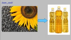 Растения поля. Окружающий мир.