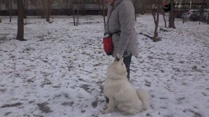 Дружкова Юлия и самоед Чандра. Занятие по дрессировке (ОКД): учим собаку команде Рядом. Тольятти.