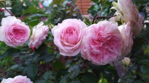 Прогулка по саду в Ленинградской области.