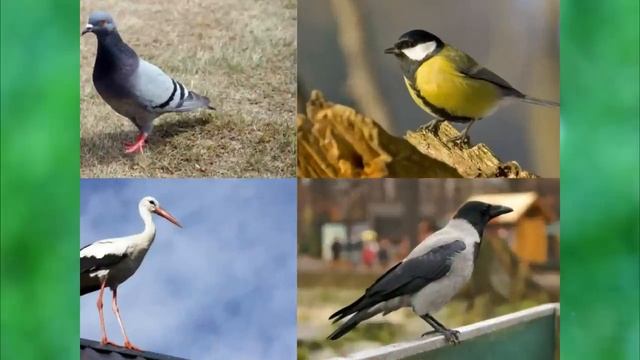 Мультик Презентация птиц и их пение смотреть онлайн