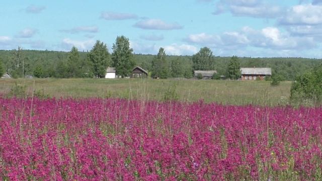 Смолка обыкновенная смотреть онлайн