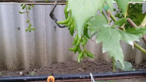 Какие новые формы дадут сигнальный урожай. 8.07.23