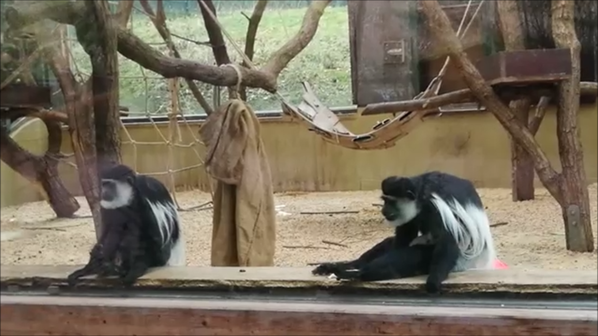 Веселые обезьянки в зоопарке…