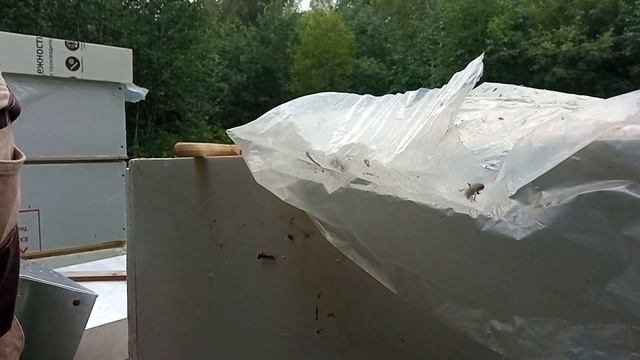 Дачная пасека #94 Отбираю рамки с медом с пасеки для откачки смотреть онлайн