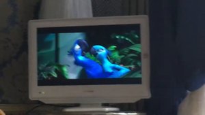 Рио 2011.( голубчик встретил жемчужинку ). Rio 2011.