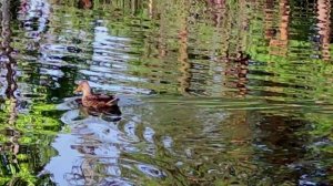 Челябинский сосновый парк. Завораживающие звуки природы и бездонное голубое небо 28.08.2020г.