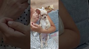 Подрощенная чихуахуа Коллет Ролексовна мини продажа купить щенка +79787458062 viber WhatsApp telegr