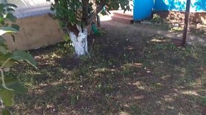 Обзор дачи после покупки,что я сделал за это лето, планы на на следующий год!!!