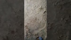 Как насаживать белого червя на крючок( ловля сома)