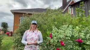 Посадка лилий