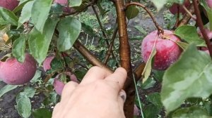 Как подвязать ветку с плодами, чтобы не сломалась. Яблоня...