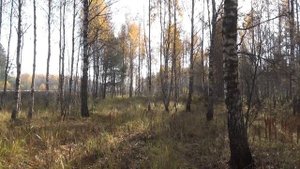 Жан Татлян Осенний свет Песни нашей молодости