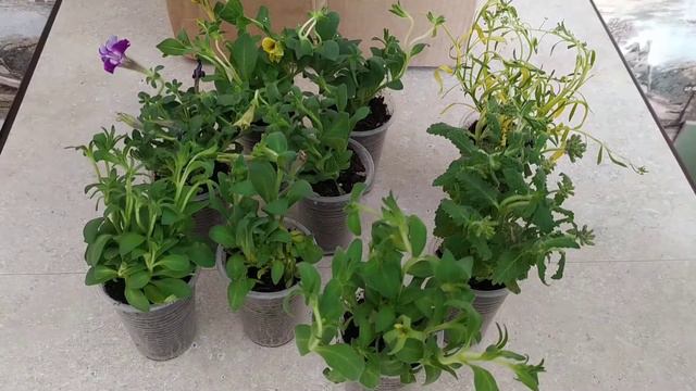 Посылка от Борисова Бориса смотреть онлайн