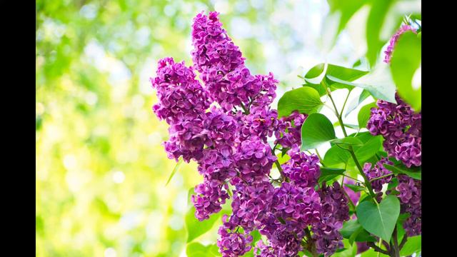 Изюмительное Поздравление с Днём Рождения 🌻🌻🌻 смотреть онлайн