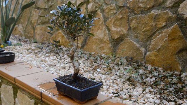 Полив Бонсай. Как правильно поливать Бонсай. Watering Bonsai
