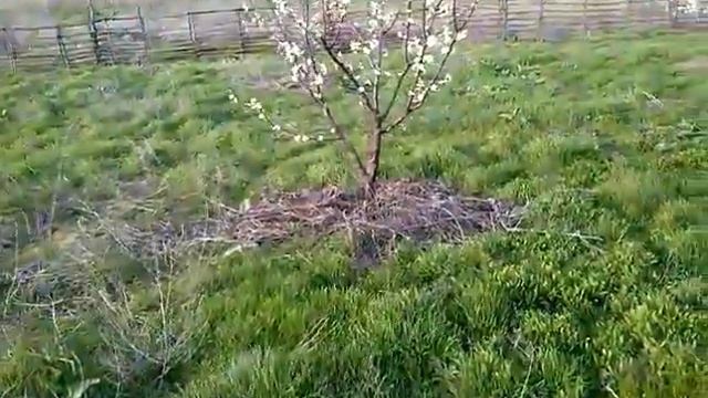 "Когда начинаем поливать деревья" смотреть онлайн