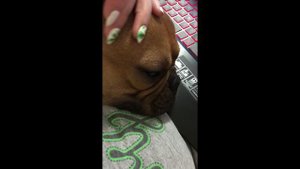 Маленький ХРАПОТУЛЯ требует ВНИМАНИЯ I французский бульдог ЖУЛИК скулит на ручках