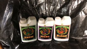 Advanced Nutrients Grow - Week 1 Of Flowering
