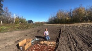 It’s tulip planting season! How we prepare and plant tulip bulbs for spring cutting!