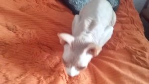 Кашляющий сфинкс