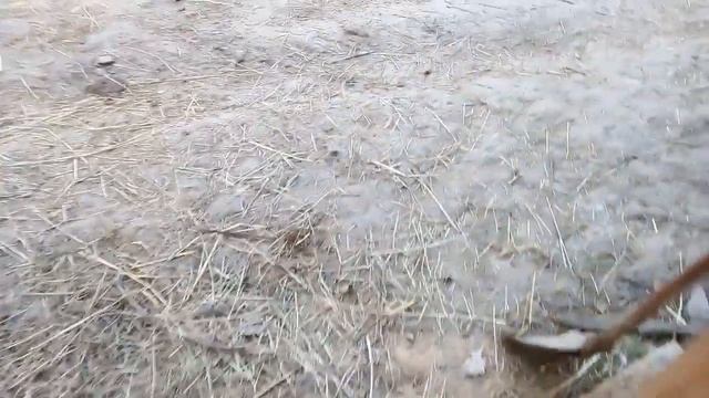 Поставили быков на стоило. смотреть онлайн