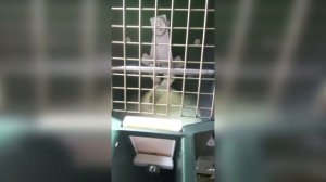 Машина для производства Моцареллы