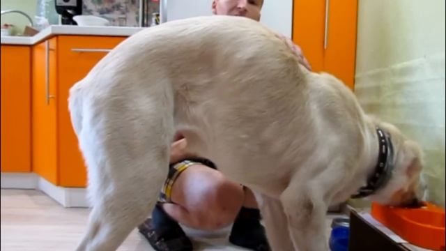 Борьба с пищевой агрессией у алабая смотреть онлайн