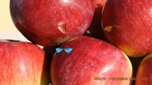 Яблоня обыкновенная Орловское полесье (malus) ? обзор: как сажать, саженцы яблони Орловское полесье