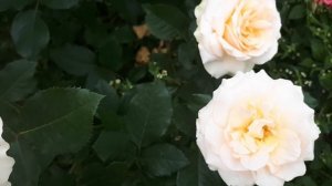 РОЗА САН СУСИ ???ЛЮБЛЮ ВСЕ ИТАЛЬЯНСКОЕ ☝️????....