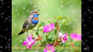 Варакушка - пение птиц