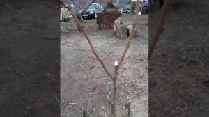 обрезка двух годовалой яблони