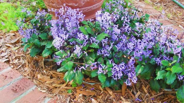 Mona Lavender Plectranthus Florida Friendly Plant Gardening смотреть онлайн