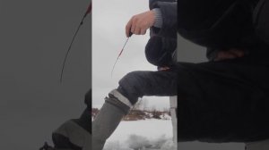 безмотылка карбоновый кивок обкатка новой удочки