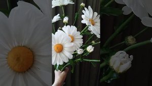 Ромашки из холодного фарфора