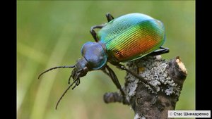 ПОЛЕЗНЫЕ насекомые. 6 яростных ЗАЩИТНИКОВ сада и огорода